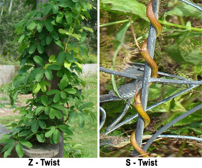 'Z' and 'S' Twisting Plants